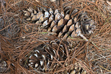 MN Arboretum